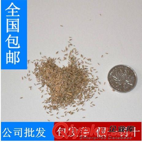 精品種子系列 進口草坪種子 四季青草坪種子價格  高發芽率  新品種耐踐踏