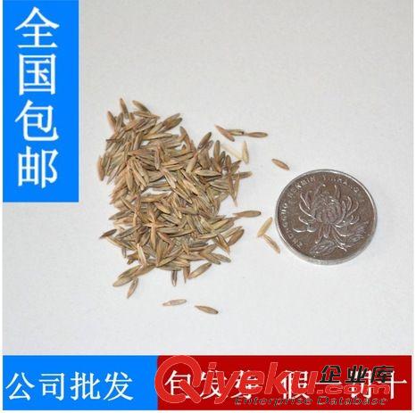 精品種子系列 進口草坪種子，高羊茅草坪種子，陽光房，gd綠化專用，護坡草坪