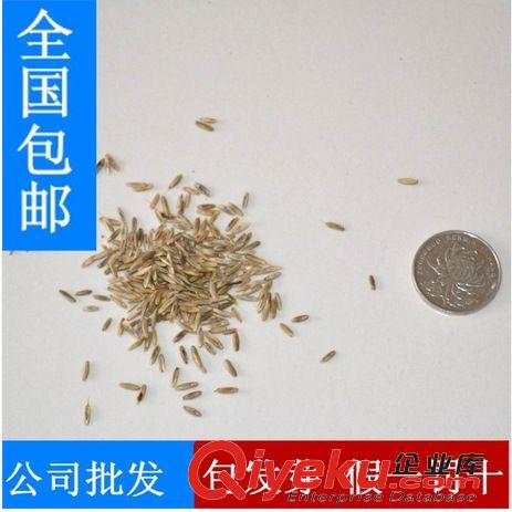 精品種子系列 進口牧草蘇丹草種子，產量高，營養豐富，養魚，養畜專用牧草