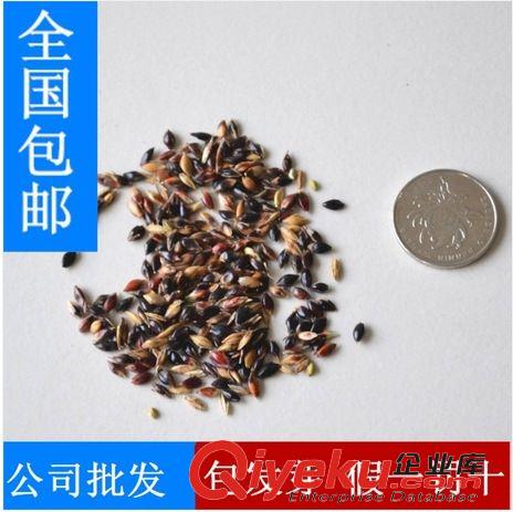 精品種子系列 進口牧草蘇丹草種子，產量高，營養豐富，養魚，養畜專用牧草