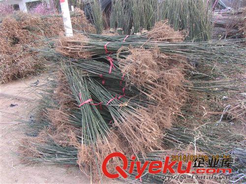 精品小苗 出售行道樹 槐樹   國槐小苗 量大從優