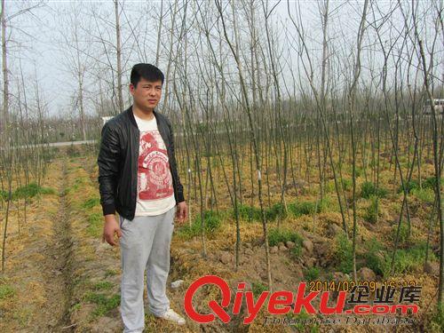 精品小苗 出售行道樹 槐樹   國槐小苗 量大從優
