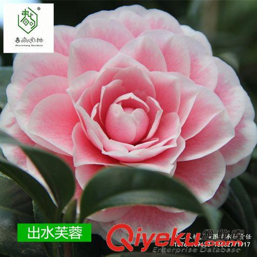 工程綠化苗木 茶花苗  品種茶花苗  盆栽茶花  一年生茶花苗  營(yíng)養(yǎng)缽茶花苗