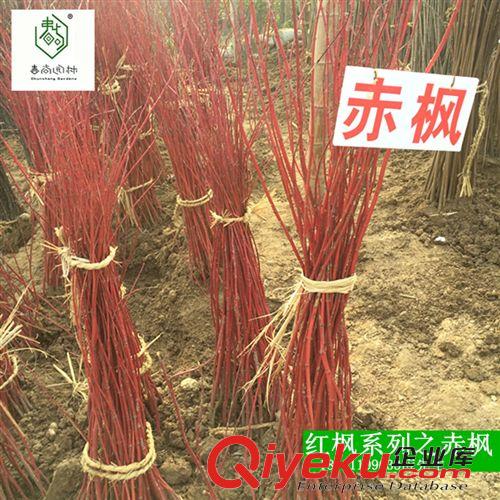 工程綠化苗木 紅楓小苗   美國紅苗  常年紅紅楓苗   赤楓紅楓苗 日本紅楓苗