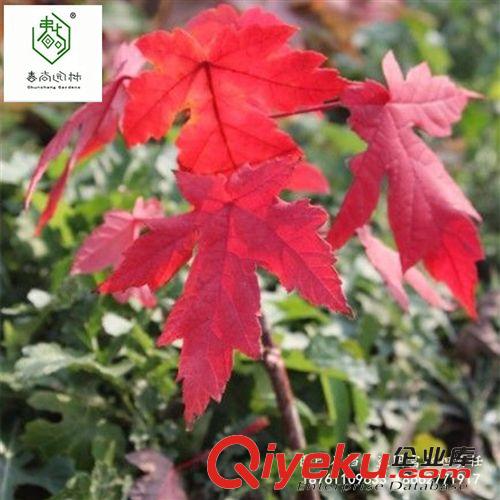 工程綠化苗木 紅楓小苗   美國紅苗  常年紅紅楓苗   赤楓紅楓苗 日本紅楓苗