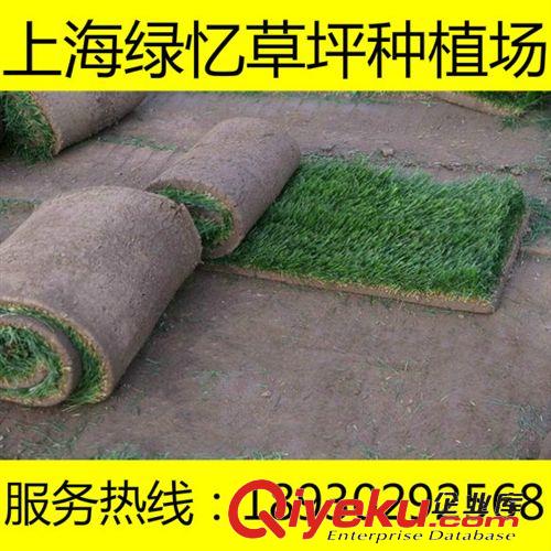 暖季草坪 耐嚴寒草坪  耐旱草皮 冬季草皮 基地一手貨源 18930292568原始圖片2