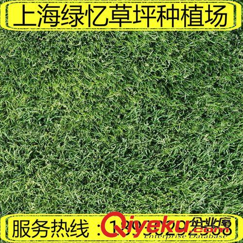 暖季草坪 耐嚴寒草坪  耐旱草皮 冬季草皮 基地一手貨源 18930292568原始圖片3