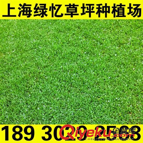 暖季草坪 草坪草 草地 草卷價(jià)格 草皮  基地直銷電話18930292568原始圖片2
