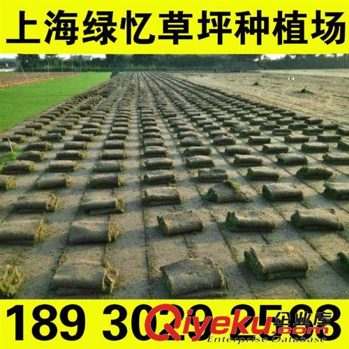 暖季草坪 草坪草 草地 草卷價(jià)格 草皮  基地直銷電話18930292568原始圖片3