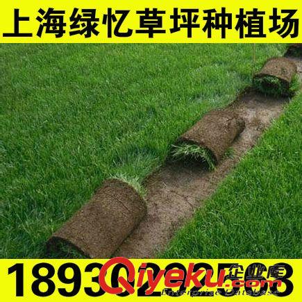 暖季草坪 狗牙根草坪卷 狗牙根草卷 狗牙根草毯 基地直銷18930292568