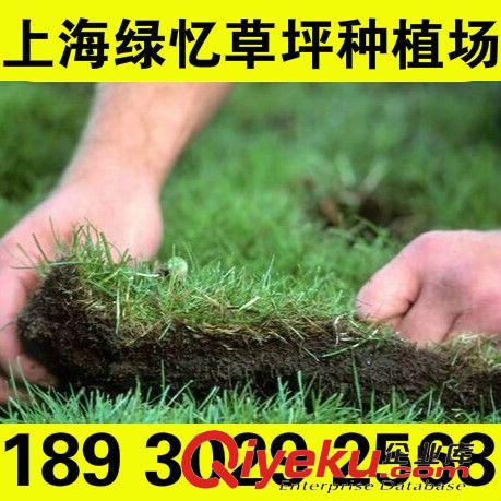 泥培 草坪 好看又美觀的草坪-早熟禾混播黑麥草 基地直接采購 18930292568原始圖片2