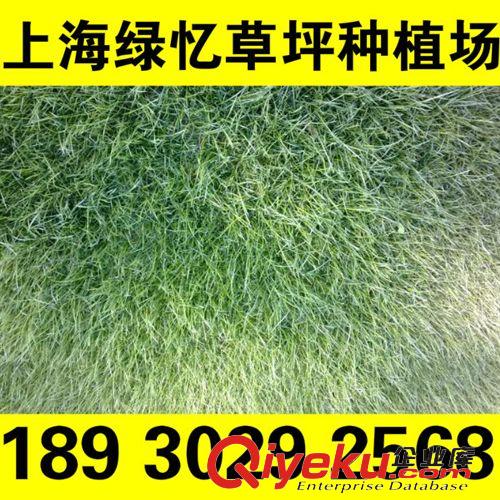 沙培 草坪 產(chǎn)地直銷 優(yōu)質(zhì)矮化草坪可有效降低修剪次數(shù)夏季耐高溫冬季抗嚴(yán)寒原始圖片2