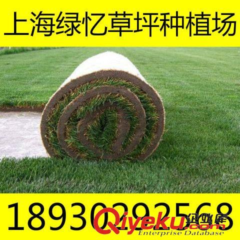 草坪卷 種植tr高爾夫草坪 tr草坪價格基地直銷最實惠 18930292568