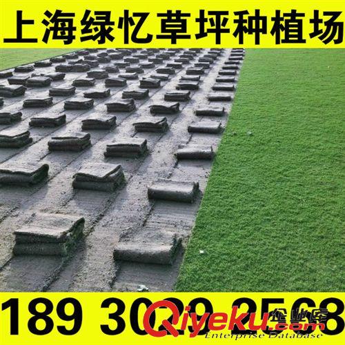 百慕大 非人造草坪 tr種植草坪 優質綠化草坪 基地直銷歡迎采購