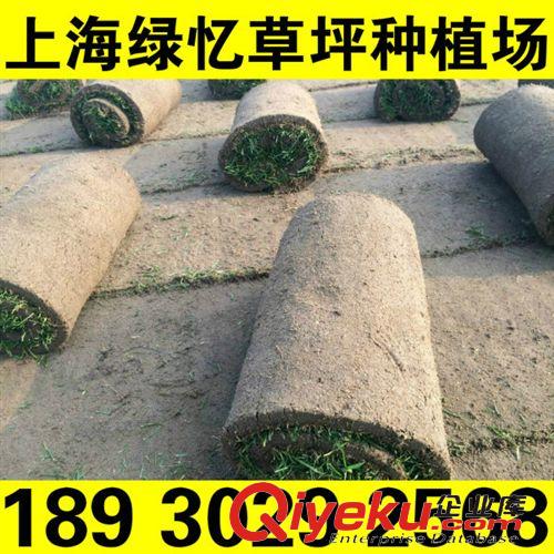百慕大 上海小區(qū)綠化草皮 園林公司采購(gòu){sx}18930292568源頭貨源原始圖片2