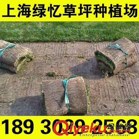 百慕大 上海小區(qū)綠化草皮 園林公司采購(gòu){sx}18930292568源頭貨源原始圖片3