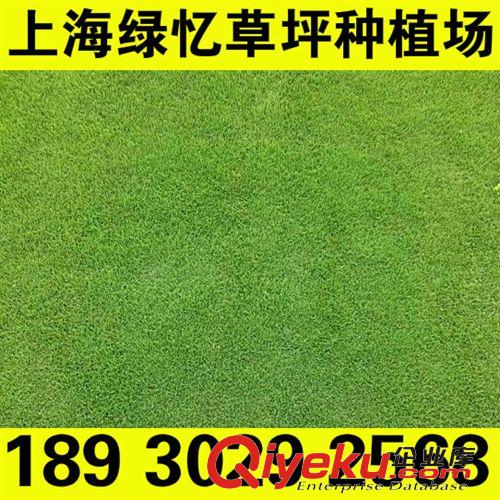 百慕大 上海狗牙根草坪 耐踐踏草坪 歡迎新老客戶采購18930292568原始圖片2