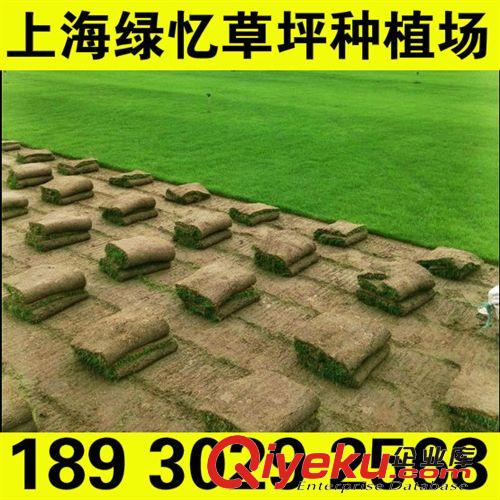 百慕大 上海狗牙根草坪 耐踐踏草坪 歡迎新老客戶采購18930292568原始圖片3