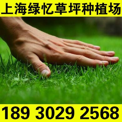 百慕大 矮生百慕達 上海市奉賢區綠憶草坪種植場 草坪價格咨詢