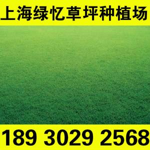 百慕大 上海冷地型草坪 優(yōu)質(zhì)tr果嶺草 歡迎新老客戶采購(gòu)18930292568原始圖片2