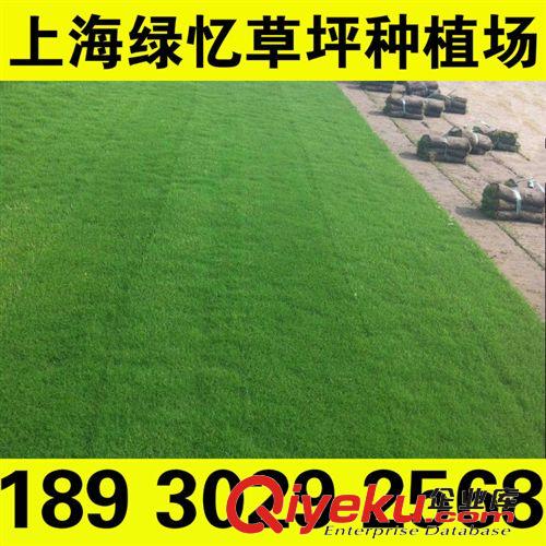 百慕大 上海tr草皮 上海綠憶草坪種植場批發各種綠化草坪草皮