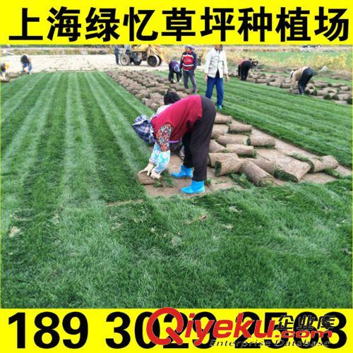 果嶺草 產(chǎn)地直銷 優(yōu)質(zhì)矮化草坪可有效降低修剪次數(shù)夏季耐高溫冬季抗嚴寒原始圖片3