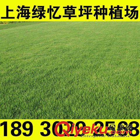 濕地草坪 上海奉賢綠憶草坪種植場 專業 承接各種綠化工程建設養護原始圖片2