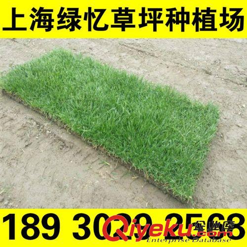 濕地草坪 上海奉賢綠憶草坪種植場 專業 承接各種綠化工程建設養護原始圖片3