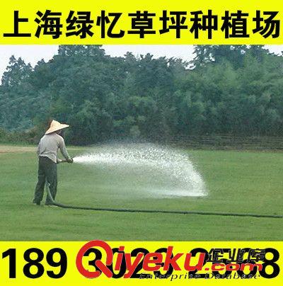 濕地草坪 上海奉賢綠憶草坪種植場 專業 承接各種綠化工程建設養護