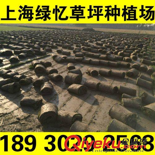濕地草坪 專業(yè)草坪養(yǎng)護工程承接 {yx}來自專業(yè) 上海綠憶草坪種植場