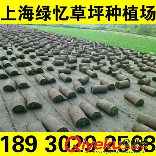 濕地草坪 專業(yè)草坪養(yǎng)護工程承接 {yx}來自專業(yè) 上海綠憶草坪種植場