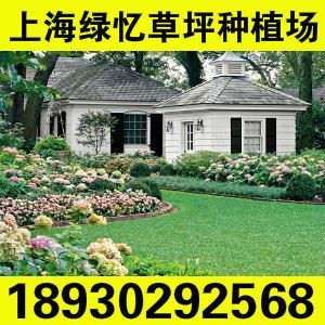 濕地草坪 小區(qū)用草-常年批發(fā)各種綠化草坪草皮  果嶺草 黑麥草 麥冬草 等
