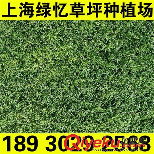 河道護坡草坪 天富道草坪廠家 天富道種植基地 天富道混播黑麥草 18930292568原始圖片2