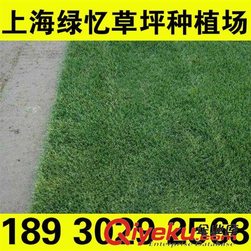 河道護坡草坪 天富道草坪廠家 天富道種植基地 天富道混播黑麥草 18930292568原始圖片3
