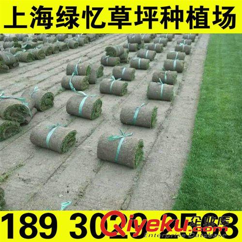 河道護坡草坪 上海果嶺草基地 果嶺草基地 草皮直銷 價格實惠 品種全 品質好