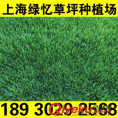 河道護坡草坪 土培百慕大草坪 早熟禾草坪 天富道草坪 混播草詢價18930292568