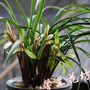 盆栽花卉 野生下山蘭花 綠植物盆栽 春蘭 蕙蘭 墨蘭 春劍 蘭花苗