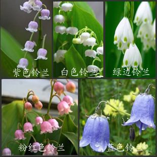 盆栽花卉 鈴蘭球根花卉,外香型鈴蘭花 耐陰花卉 多種顏色可選鈴蘭 蘭花類