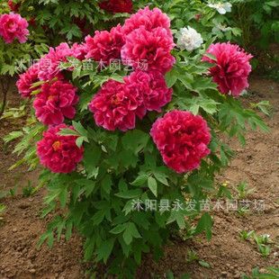 盆栽花卉 供應(yīng)國花 牡丹花 牡丹花苗 當(dāng)年開花 盆栽地栽苗 規(guī)格多品種多