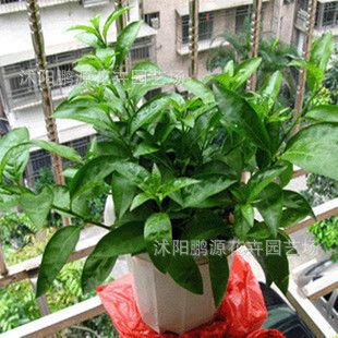 盆栽花卉 花卉盆栽 tj室內(nèi)夜來香花苗 夜香樹盆景 盆栽花卉 驅(qū)蚊
