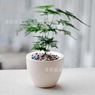 盆栽花卉 文靜秀氣小巧 文竹書房必備文雅之竹四季長青 迷你盆栽 文竹盆栽