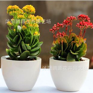 盆栽花卉 室內(nèi)盆栽 長壽花 重瓣盆栽苗 盆栽植物  吸甲醛盆栽 多種可選