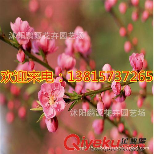 盆栽花卉 梅花苗 臘梅、白梅、紅梅、朱砂梅、美人梅、珍珠梅 各類梅花苗