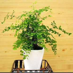 盆栽花卉 免費(fèi)拿樣廠家批發(fā)植物盆栽鐵線蕨中小型40甲醛吸甲醛長期銷售tj