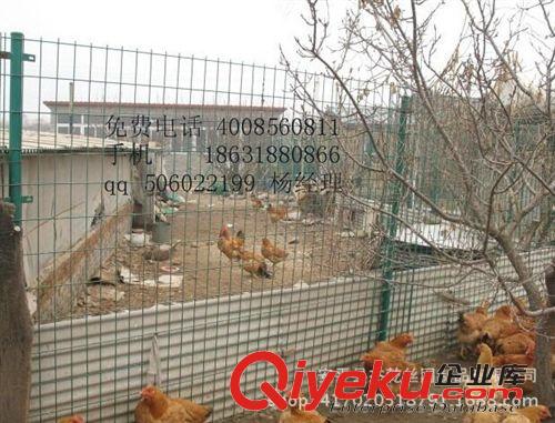 荷蘭網 3.5mm浸塑荷蘭網，養殖圍欄網，果園護欄網，圈地圍欄 廠價直銷