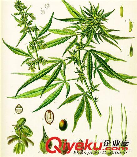 會銷10元內(nèi)商品 正宗巴馬火麻調(diào)和油 150ML/瓶 會銷禮品 巴馬養(yǎng)生火麻油工廠直銷原始圖片3