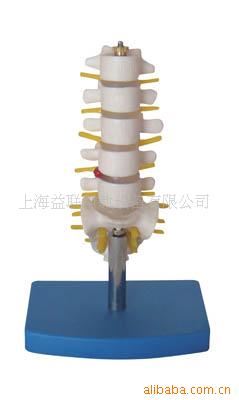 人體各大系統(tǒng)解剖模型 小型腰椎帶尾椎骨模型/人體解剖模型/醫(yī)學教學模型-專業(yè)生產(chǎn)商