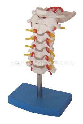 人體各大系統(tǒng)解剖模型 小型腰椎帶尾椎骨模型/人體解剖模型/醫(yī)學教學模型-專業(yè)生產(chǎn)商