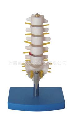 人體各大系統(tǒng)解剖模型 小型腰椎帶尾椎骨模型/人體解剖模型/醫(yī)學教學模型-專業(yè)生產(chǎn)商