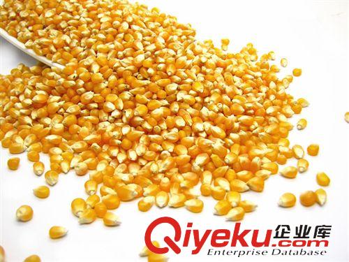 倉鼠糧配料 小玉米粒20公斤裝/倉鼠拌糧配料零食/顆粒飽滿質量上等